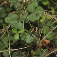 Rhynchosia minima (L.) DC.